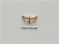 藏品(螟蛾314)的圖片